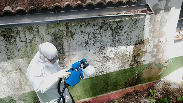 Top rated local Basement Mold Remediation specialists in Chestertown, MD